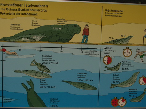 Den sov - var overrasket over den kunne ligge stille så længe under vand Den sov - var overrasket over den kunne ligge stille så længe under vand